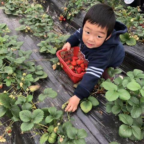 跨世纪开发爱心幼儿园     小鹿工作成长之旅–––肖诣楠