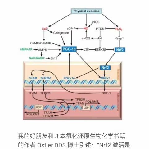 氧化还原在健康与抗衰老方面的作用: