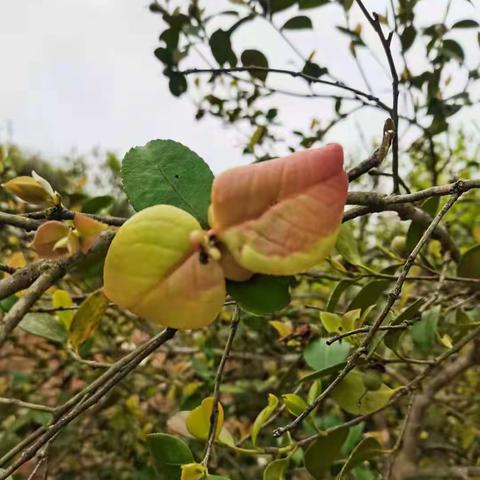 清明节，踏青，祭祖