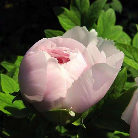 想把我唱给你听