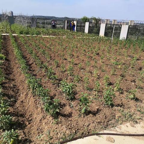 桥梁检测维修一队开展基地绿化活动