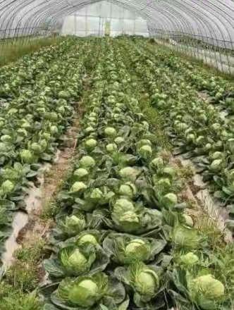 抚州市市场监督管理局驻村工作队“为群众办实事”积极寻找大棚蔬菜销售渠道