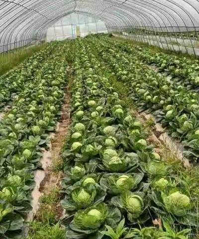 抚州市市场监管局驻奥村连心小分队“我为群众办实事”在行动