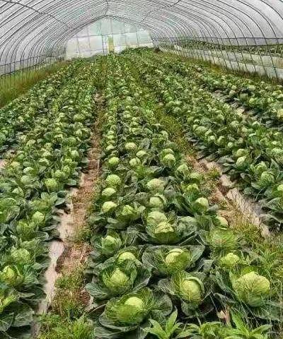 抚州市市场监管局驻奥村连心小分队“我为群众办实事”在行动