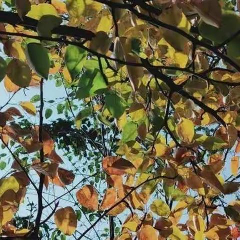 发耳镇普慧幼儿园“”我和秋天有个约会” 主题活动