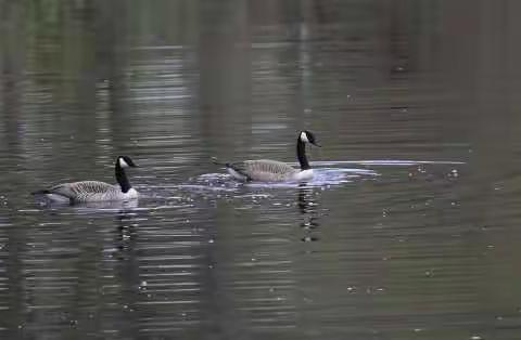 Canadian Goose Mating Dance