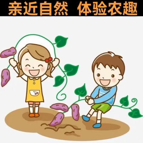 【社会实践】亲近自然  体验农趣—向阳镇中心幼儿园大一班挖红薯社会实践活动