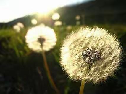 热情戛洒，相约“秋韵”——2019年黑家堡镇中心小学语文教师课堂教学观摩活动