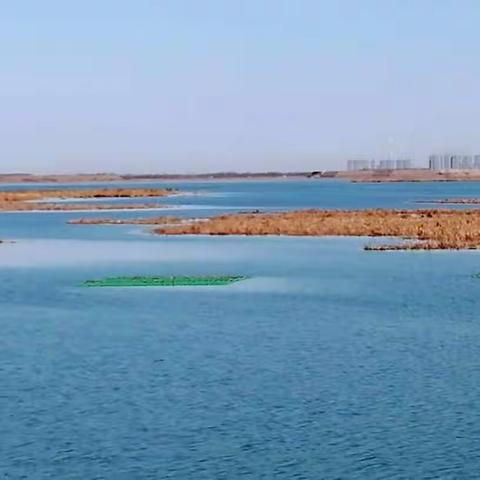 衡水湖冬景