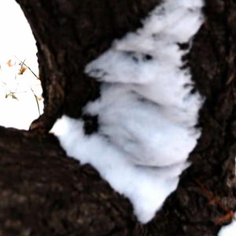 残雪
