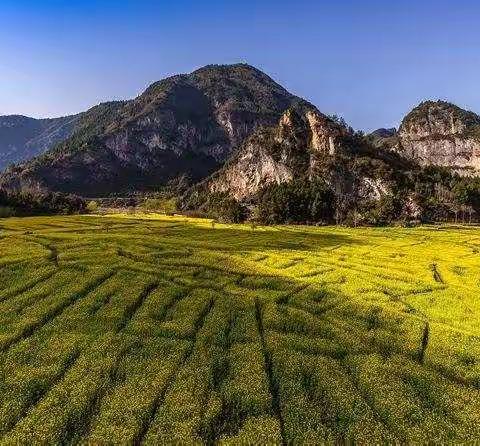 我与“春”的飞花令