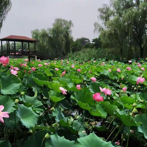 溢清香远出泥泽