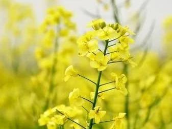 大李幼儿园三月份《我和春天有个约定》主题活动