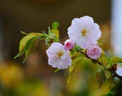 中三班四月美篇