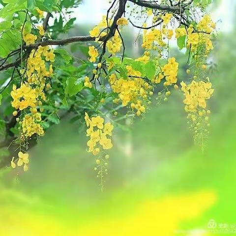 “家园共育，成长不停步”——箕山镇中心幼儿园中一班延迟开学第九周活动总结