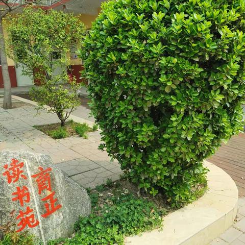 良政小学——在线教学巡课工作进行中