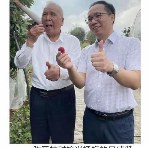 广东省老促会会长陈开枝，始兴县委书记华关都为始兴杨梅代言；