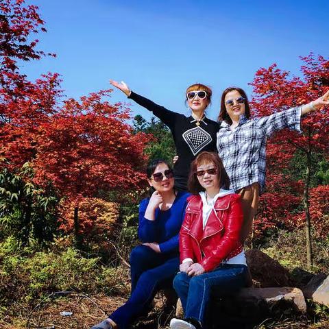 春风拂过松木嘴，漫山红枫似彩霞