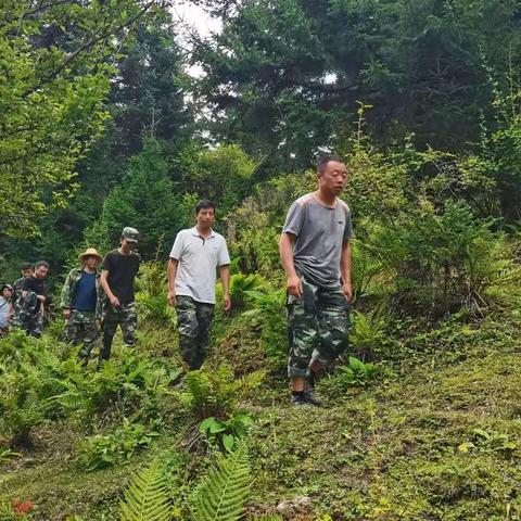 迭部生态建设管护中心安子沟林场工作日报