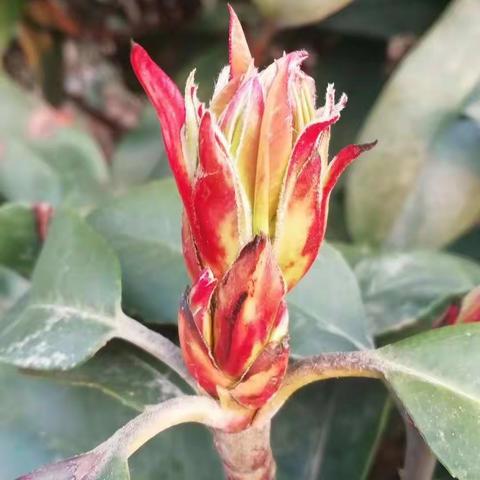 白寨小学六（3）班    疫情下的坚守