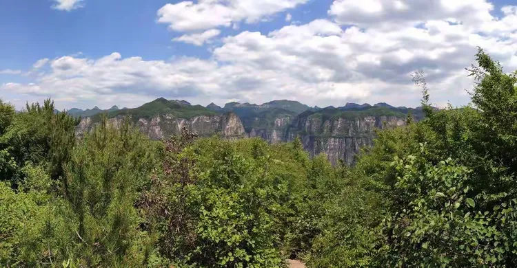 1米5的白皮松市场价格