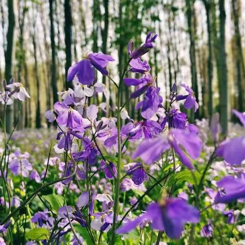 陌上花开，可缓缓归矣！