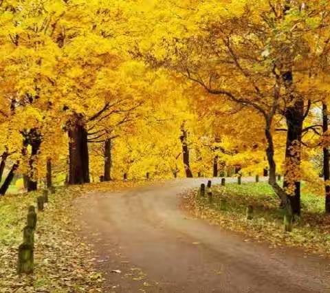 醉秋！太美了！