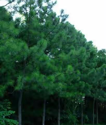 远去的岁月留在梦里