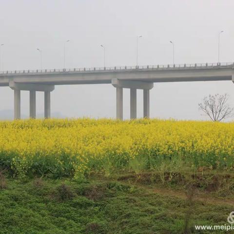 鹤舞白沙洲