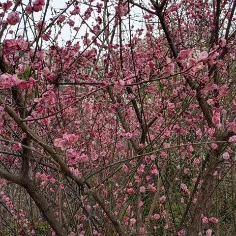 我伴梅花报春来