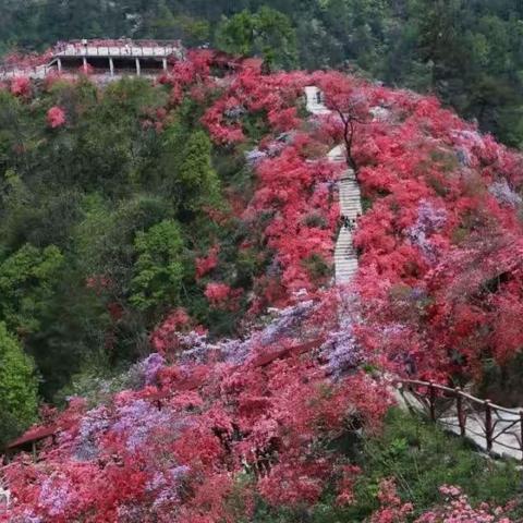 岭上开遍映山红