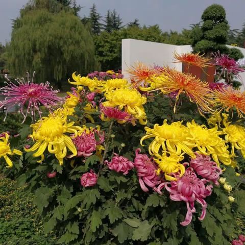 第十三届中国菊花展览会（上海）