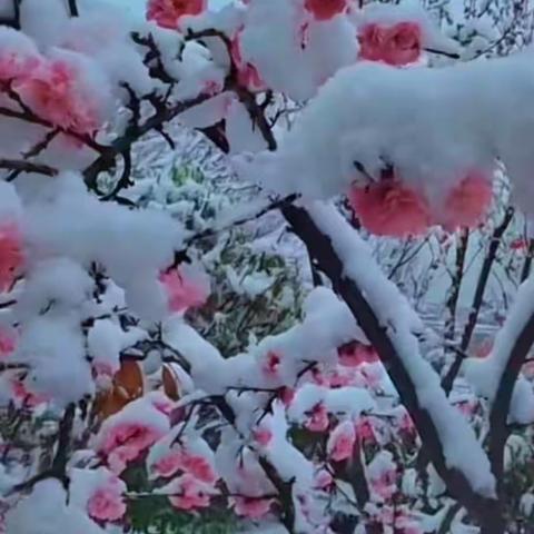 三月桃花雪