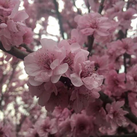 联合教研促专业提升-寿光市圣城街道西片区科学教研活动