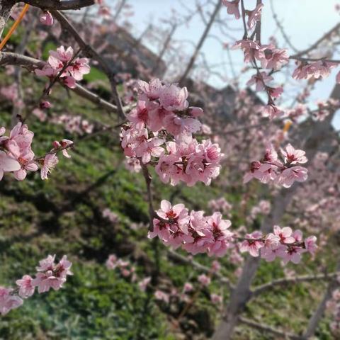 桃花开满冬桃园      莫负最美花约期                          ——暨大屯村扶贫产业基地冬桃园