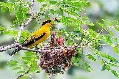 绿茵中五班科学主题活动《动物朋友——鸟🐦》