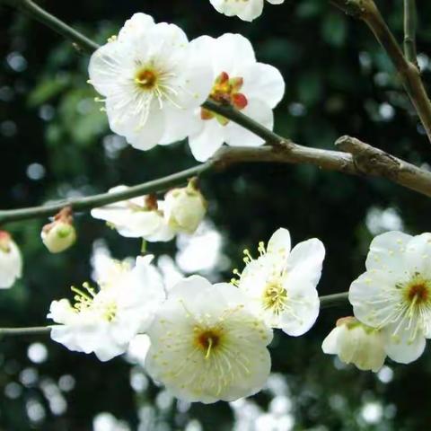 听曲赏梅
