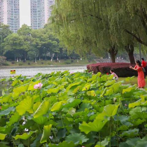 又是一年拍荷记