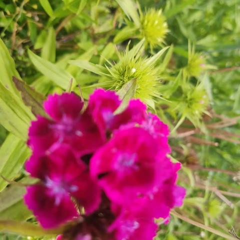 西行花卉汇集