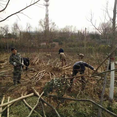 阳春三月，万物复苏，华阴市国有苗圃一道亮丽的风景线。