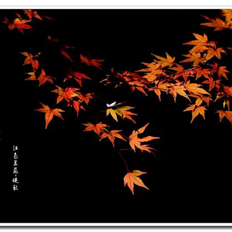 江南兰苑～观枫赏兰