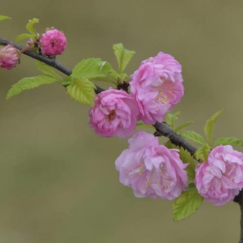 疫情过后百花开——榆梅篇