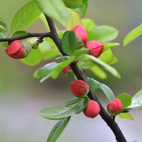 疫情过后百花开——日本木瓜