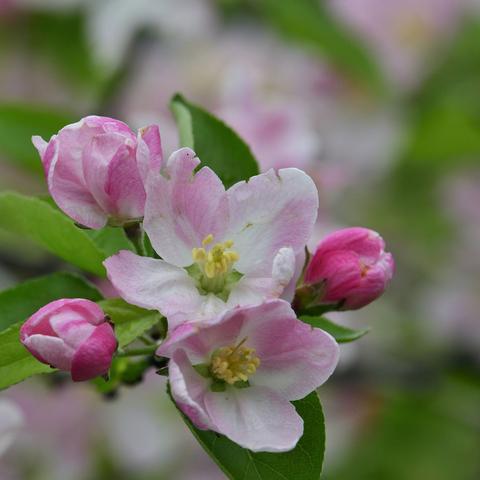 疫情过后百花开——海棠篇