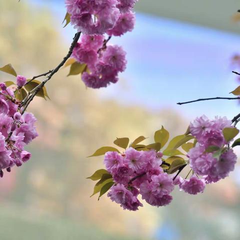 疫情过后百花开——樱花篇