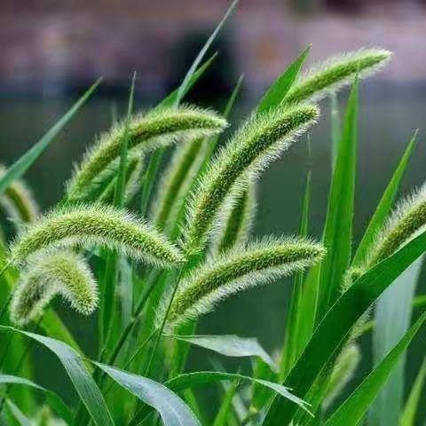 文笔峰幼儿园走进自然之重温儿时的回忆——狗尾巴草