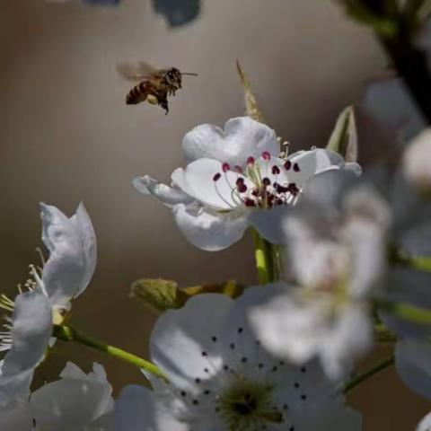 春光明媚 花开正时