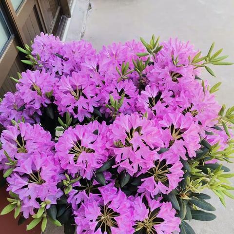 亲情不打烊，水晶帘动微风起，满架蔷薇一院香。扑面而来的亲情，浓的如同这五月的繁花，簇拥着、热烈着。