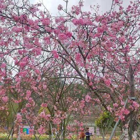 踏青，在清明节这一天到大自然去欣赏和领略春日景象，清明节踏青是一件很美好的事情