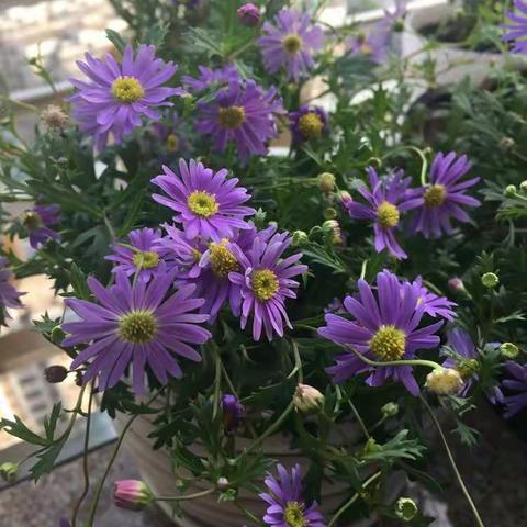 阳台虽小，格调要有